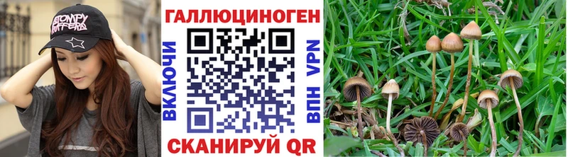 Галлюциногенные грибы мицелий  сайты даркнета какой сайт  Сургут 